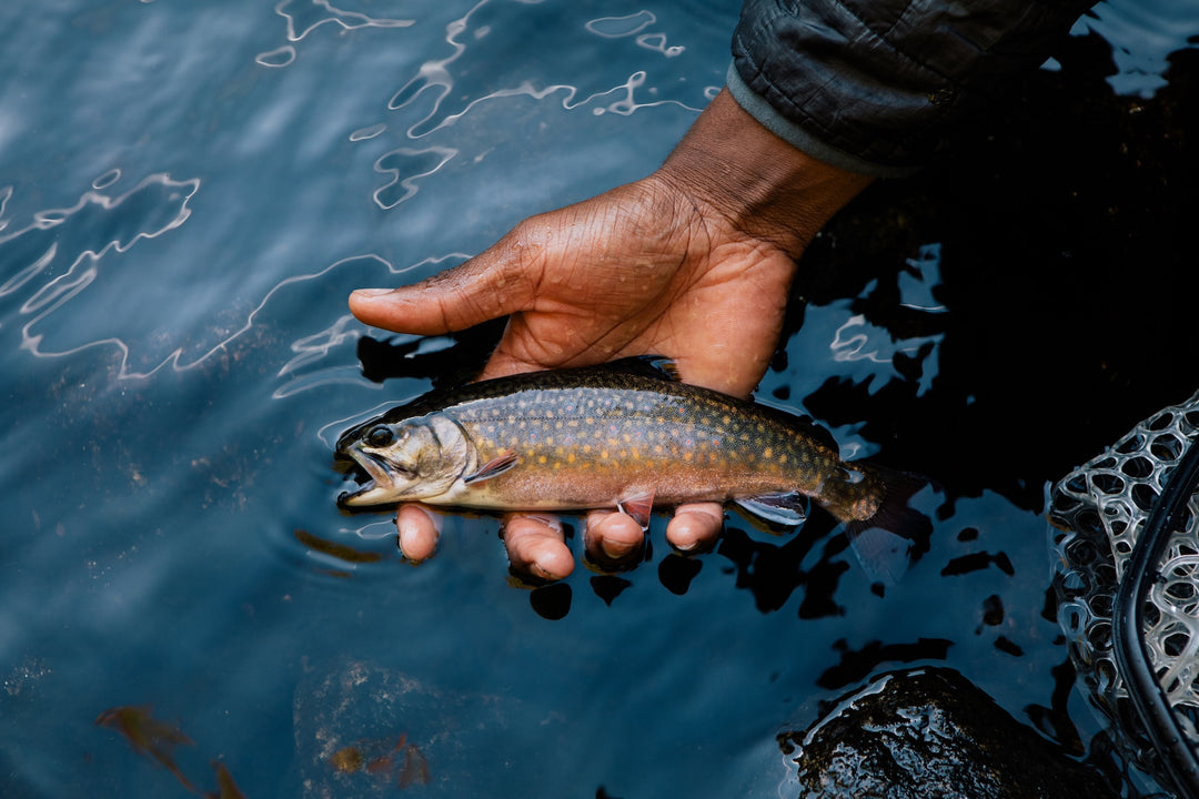 MAINE BROOK TROUT PREMIERE - Orem, Utah (10.17.25)