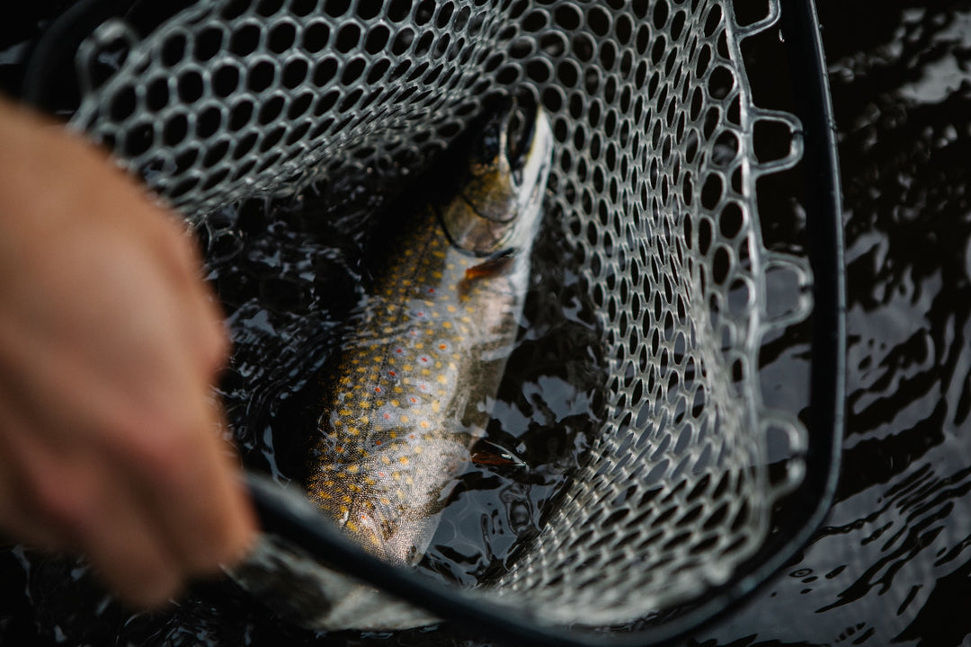 MAINE BROOK TROUT PREMIERE - Orem, Utah (10.17.25)