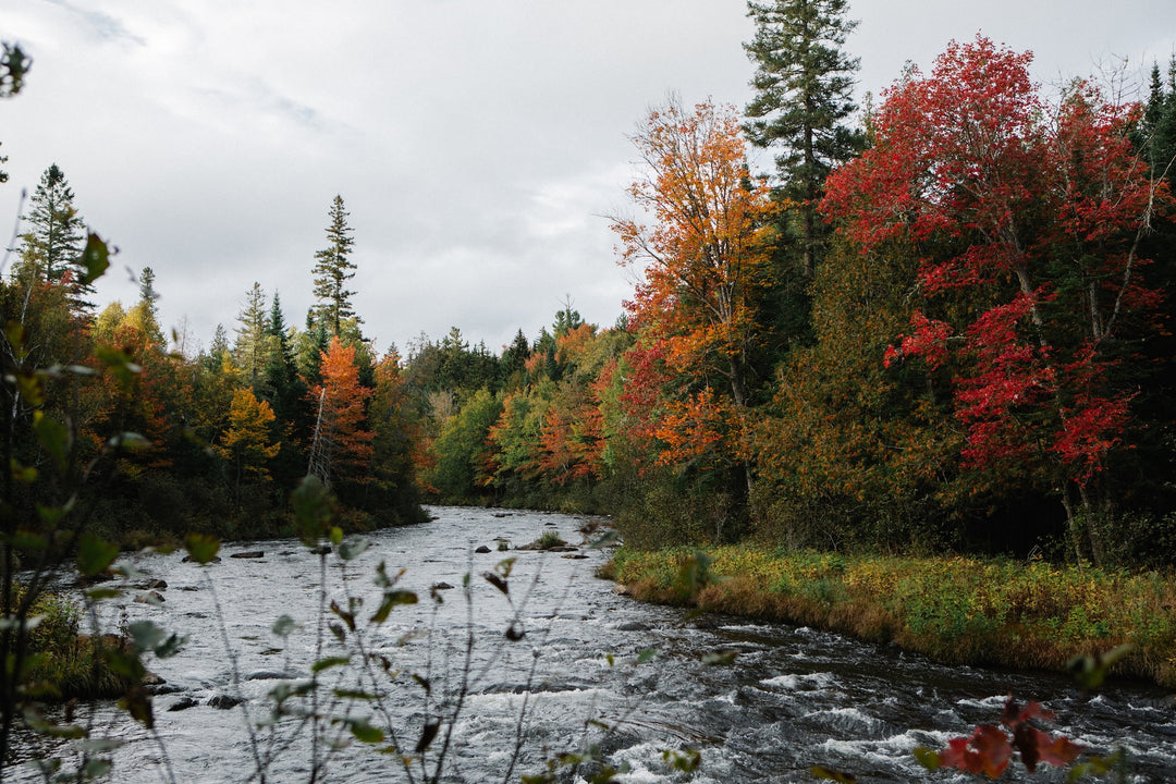 MAINE BROOK TROUT PREMIERE - Orem, Utah (10.17.25)