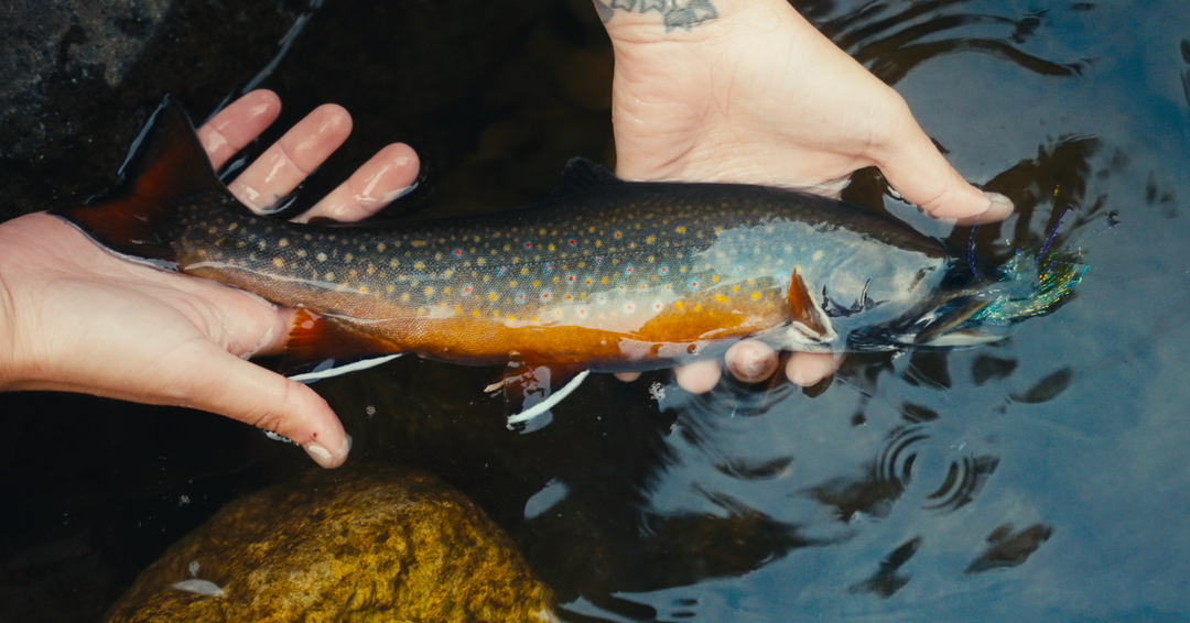 MAINE BROOK TROUT PREMIERE - Orem, Utah (10.17.25)