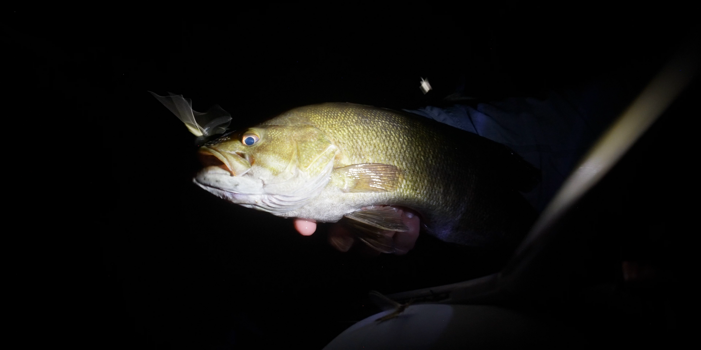Fish held by a person in a dark setting